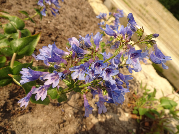 Пенстемон гладкий - Penstemon glaber