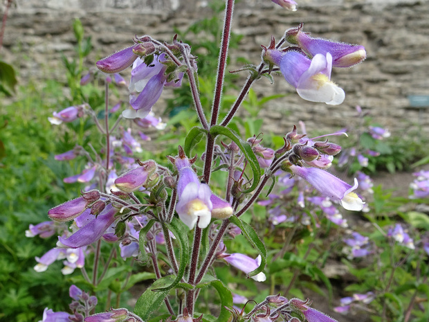 Пенстемон жестковолосистый - Penstemon hirsutus