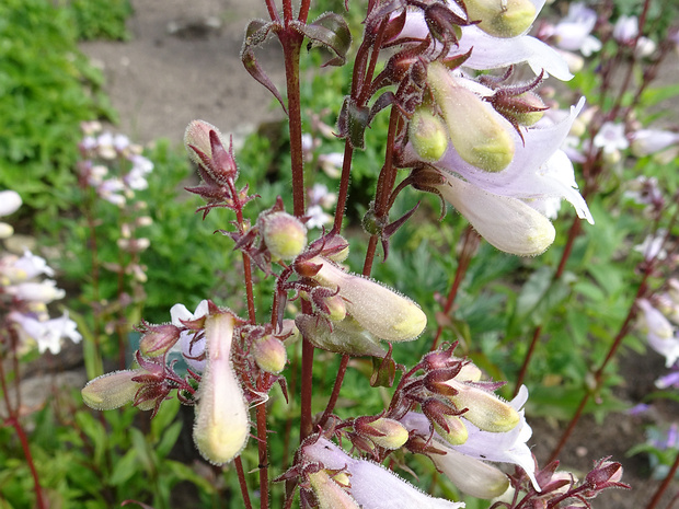 Пенстемон наперстянковый 'Пурпурный' - Penstemon digitalis 'Purpurea'