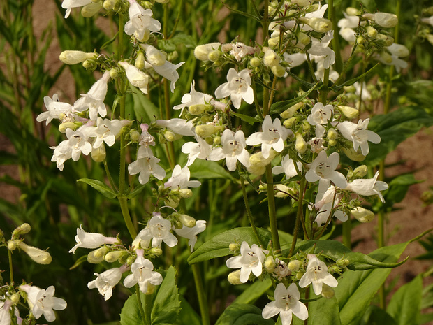 Пенстемон наперстянковый - Penstemon digitalis