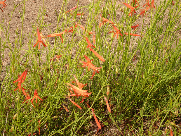 Пенстемон сосноволистный - Penstemon pinifolius