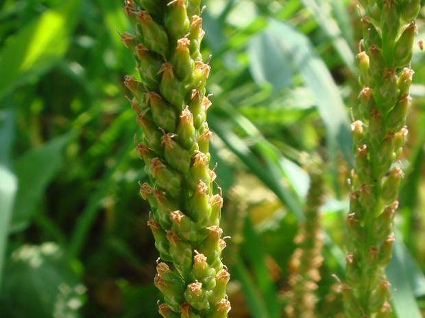 Подорожник большой - Plantago major