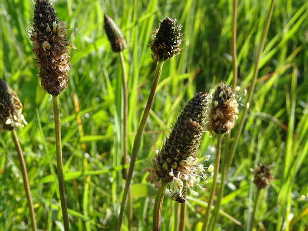Подорожник ланцетолистный, ланцетный - Plantago lanceolata
