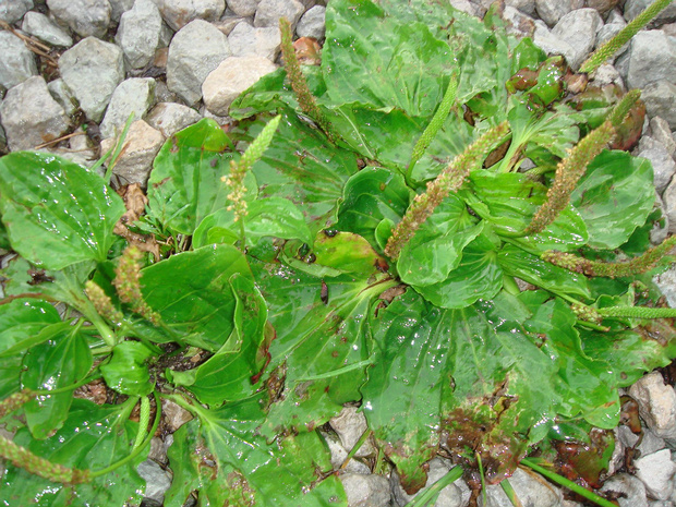 Подорожник малый - Plantago minor