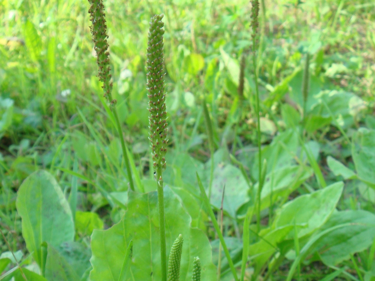 DSC00806