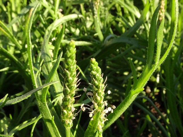 Подорожник оленерогий - Plantago coronopus