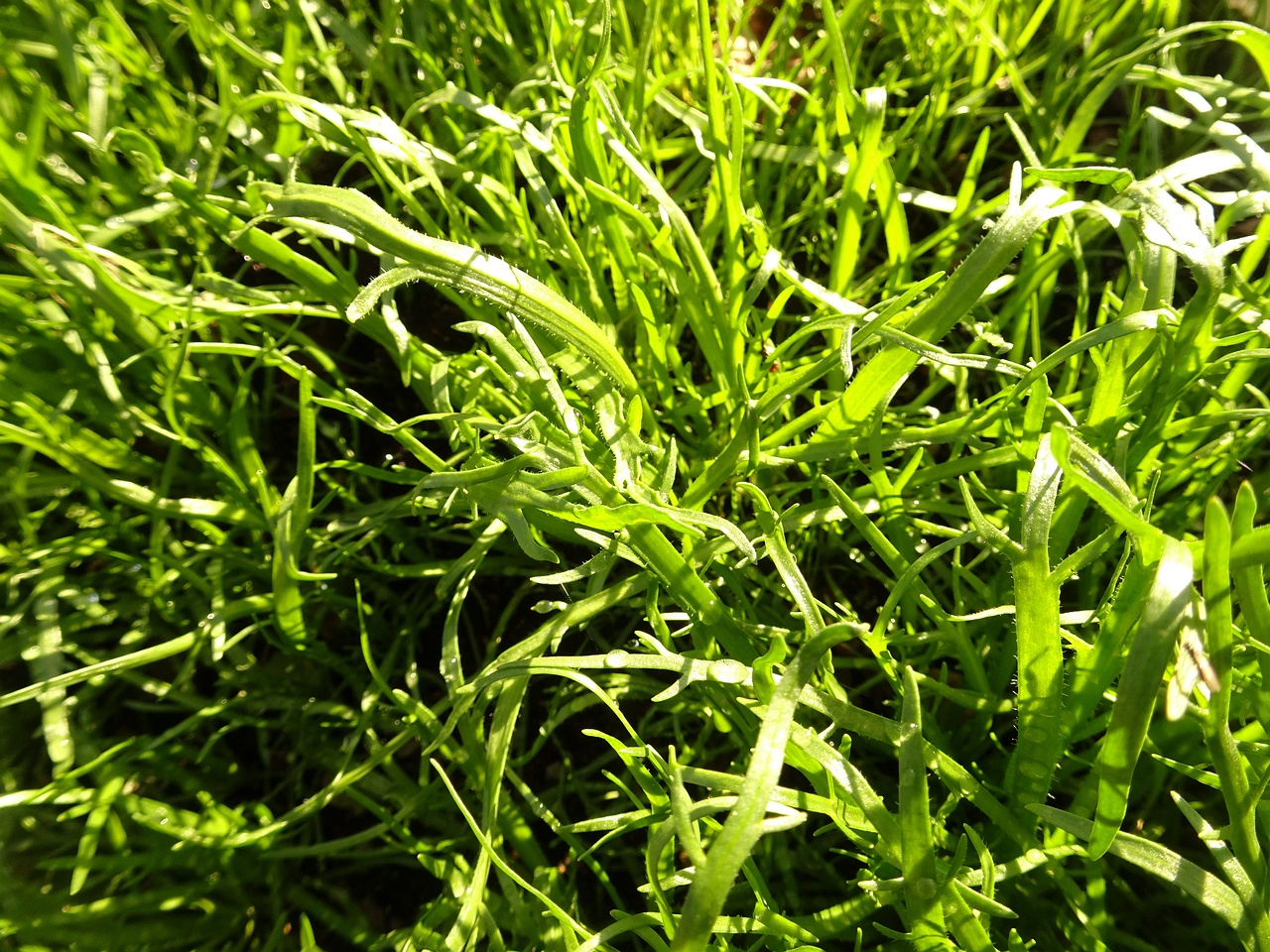 DSC00811