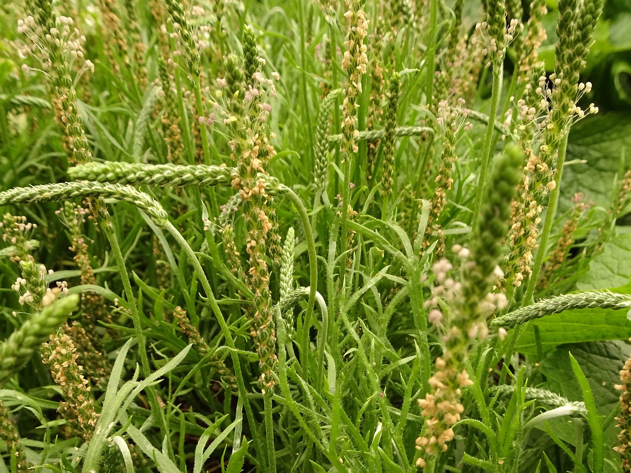 DSC04010