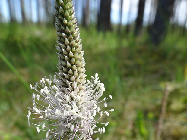 Подорожник средний - Plantago media