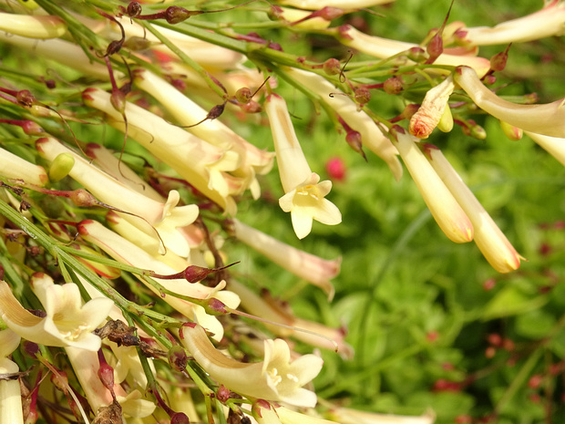 Русселия хвощевидная белая форма - Russelia equisetiformis f. alba