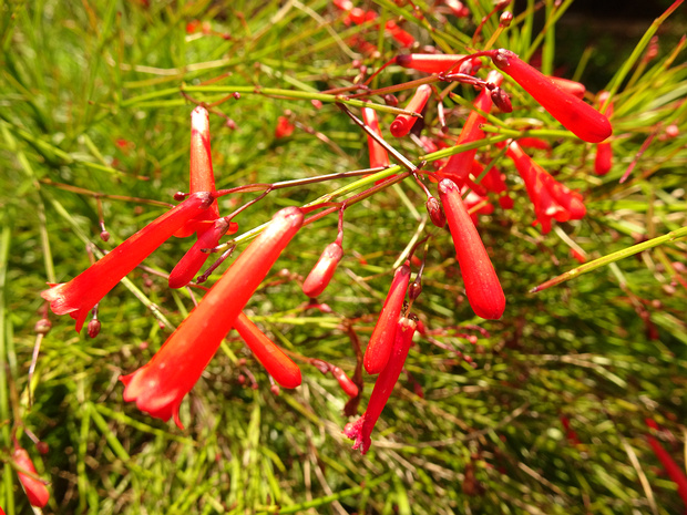 Русселия хвощевидная - Russelia equisetiformis