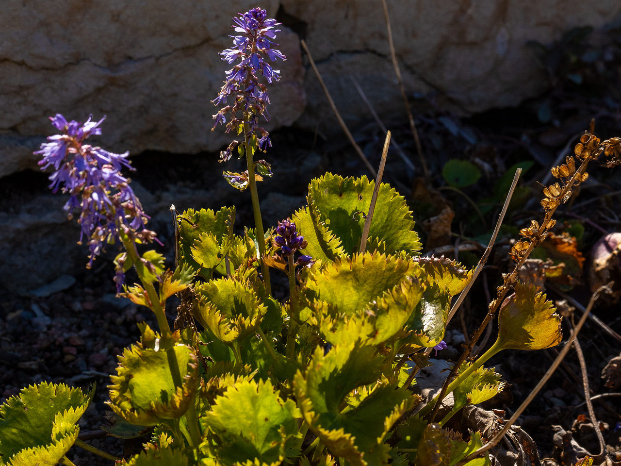 synthyris-stellata_2025-04-26_1-2