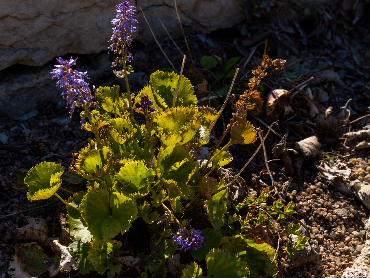 synthyris-stellata_2025-04-26_1-3