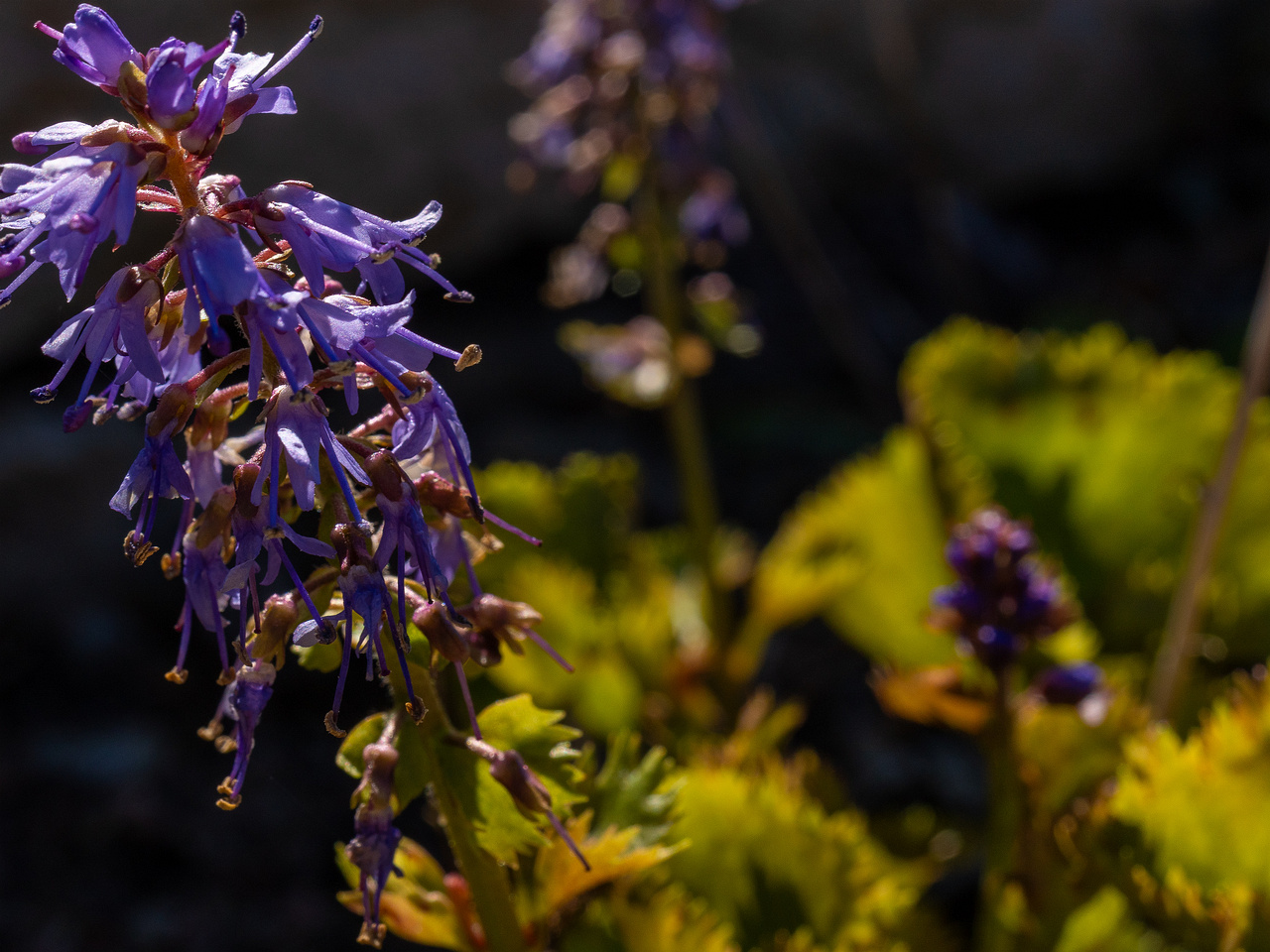 synthyris-stellata_2025-04-26_1-4