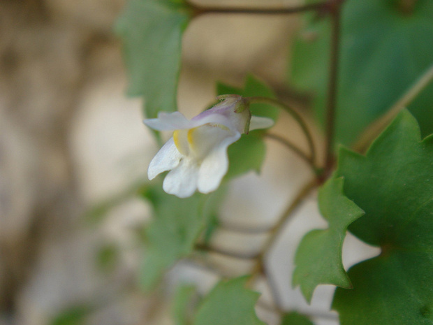 Цимбалярия длинноцветоножковая - Cymbalaria longipes