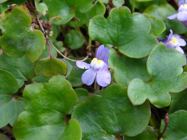 Цимбалярия печеночницелистная - Cymbalaria hepaticifolia