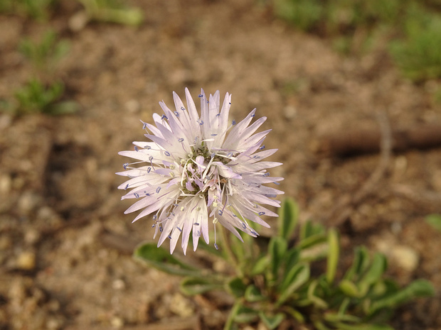 Шаровница меридианная - Globularia meridionalis