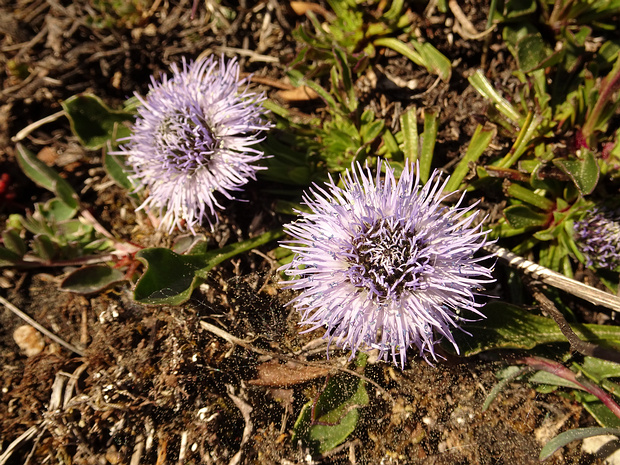 Шаровница обыкновенная - Globularia vulgaris