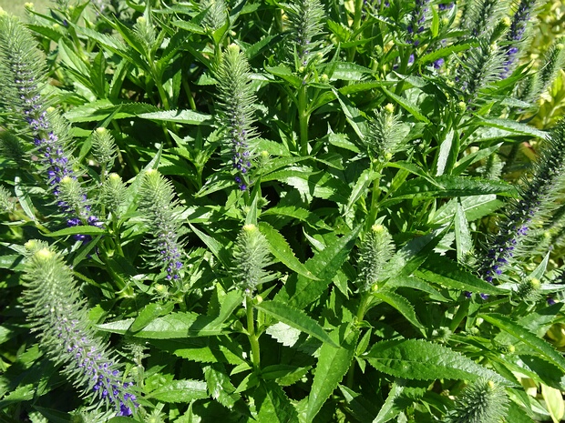 Вероника колосистая 'Ольстерский Синий Карлик' - Veronica spicata 'Ulster Blue Dwarf'