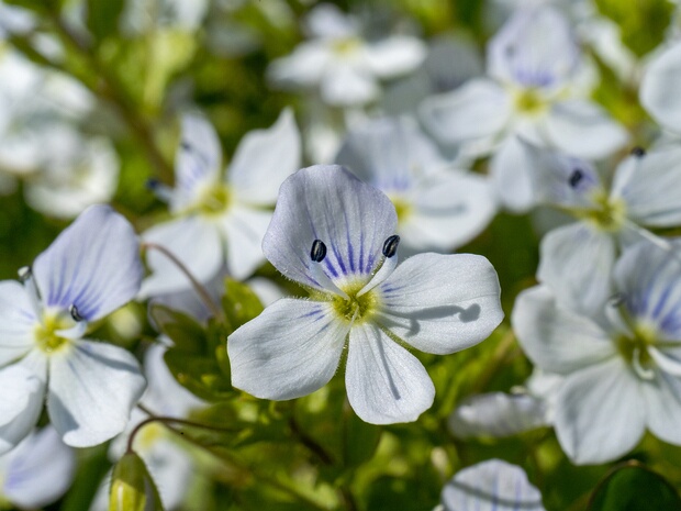 Вероника нитевидная бледная форма - Veronica filiformis f. pallida