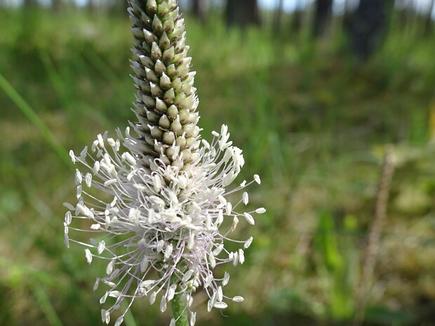 Подорожник средний - Plantago media