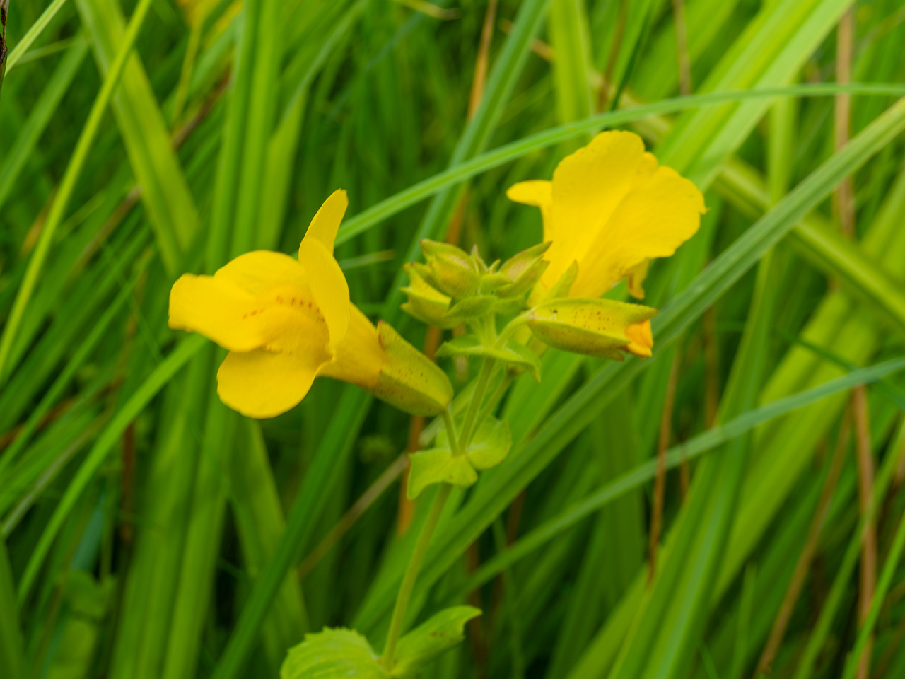 tallinn_botanical_garden_grassland_near_pond-77