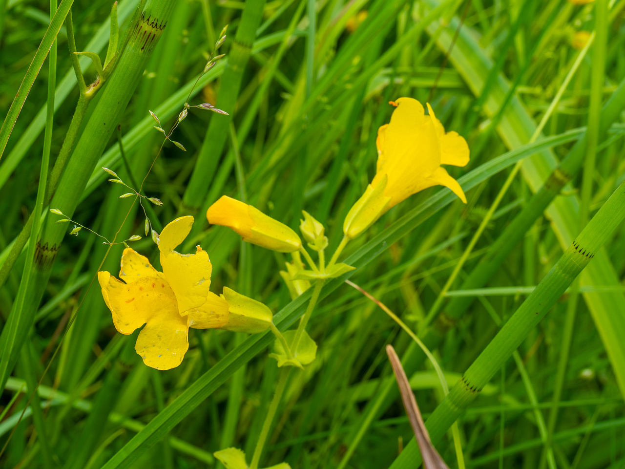 tallinn_botanical_garden_grassland_near_pond-78