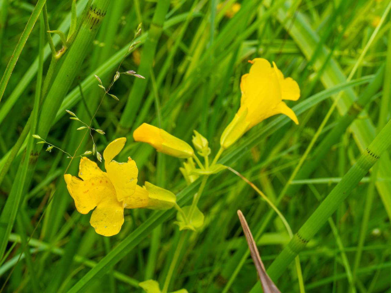 tallinn_botanical_garden_grassland_near_pond-79