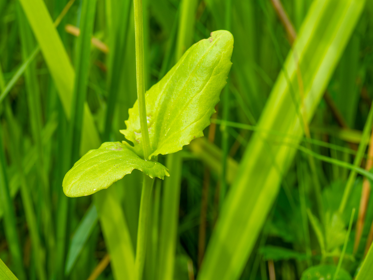 tallinn_botanical_garden_grassland_near_pond-80