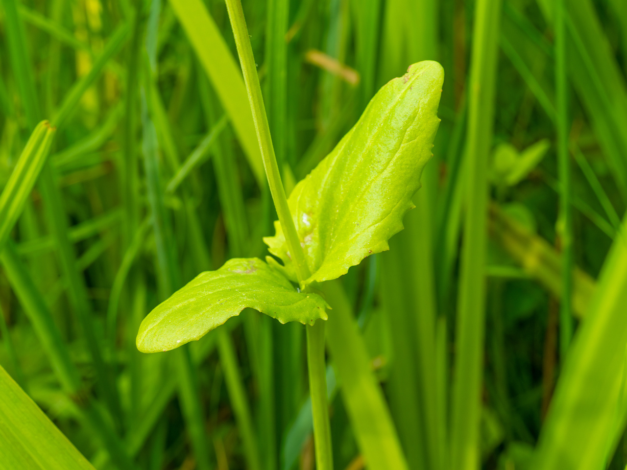 tallinn_botanical_garden_grassland_near_pond-81