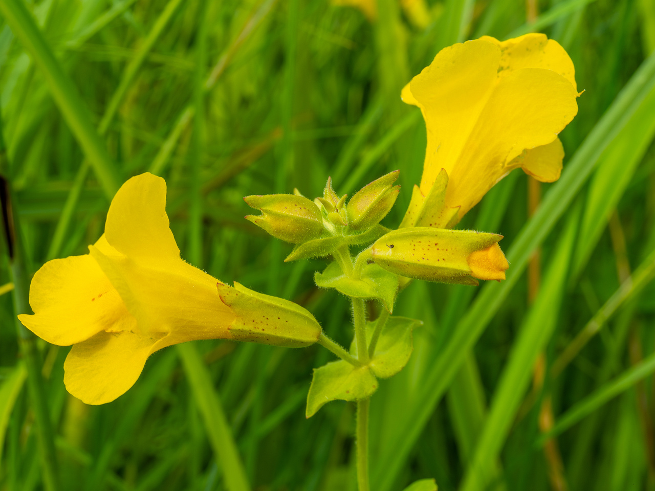 tallinn_botanical_garden_grassland_near_pond-82