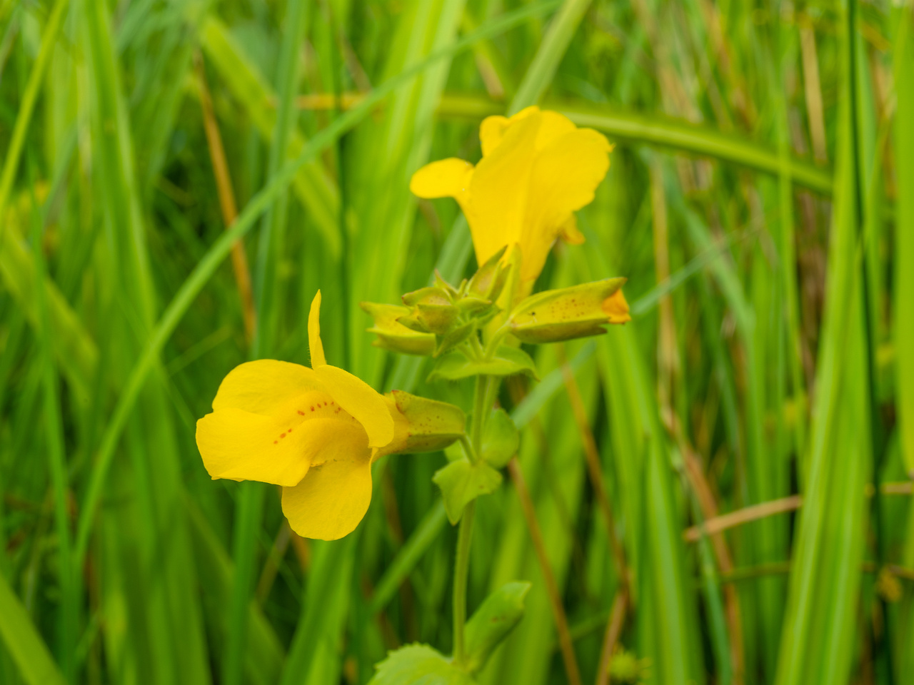 tallinn_botanical_garden_grassland_near_pond-83