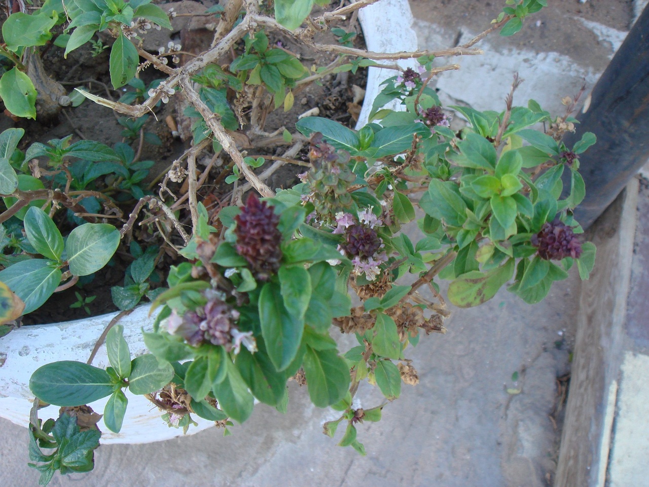 DSC00518