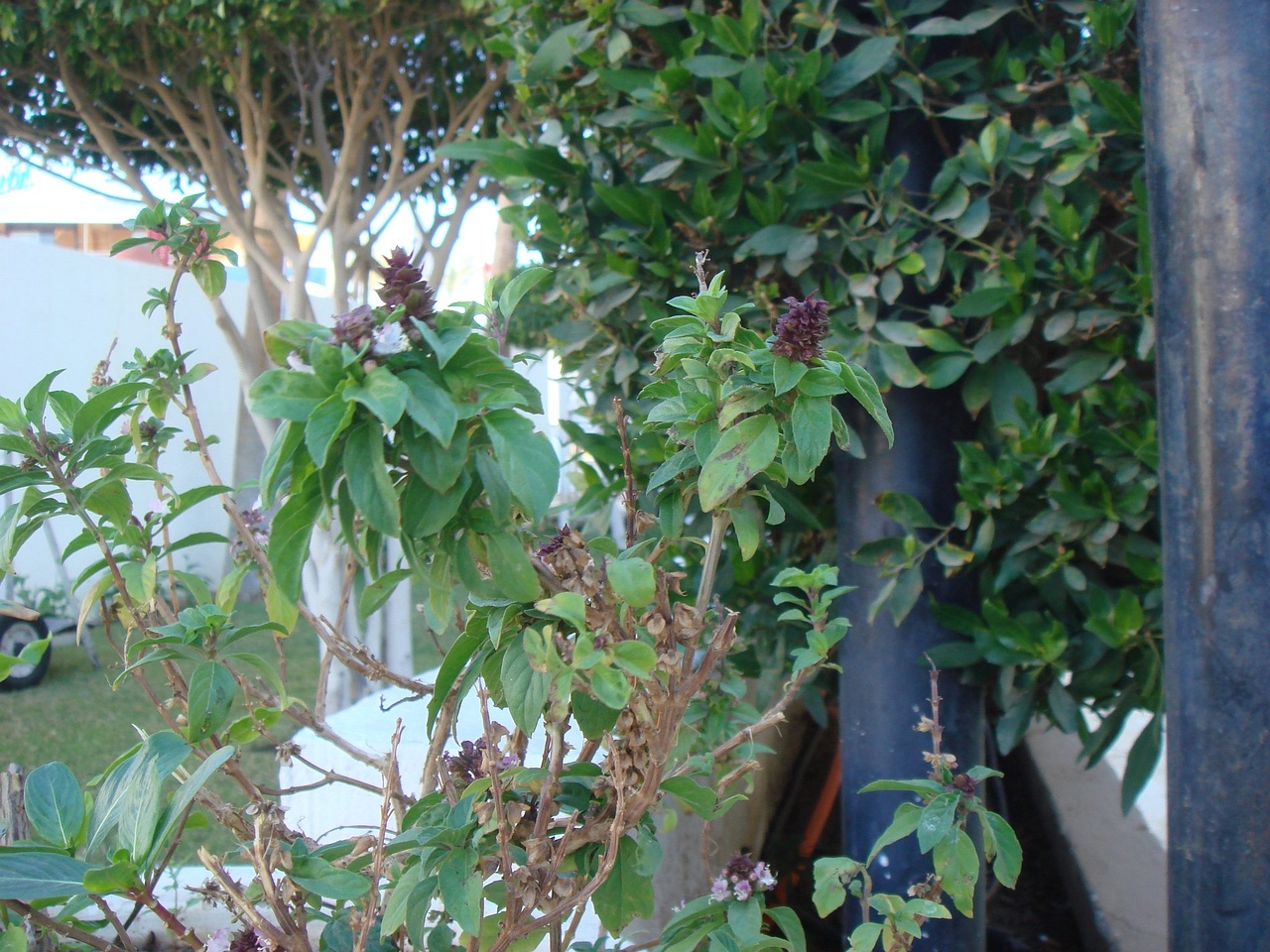 DSC00523