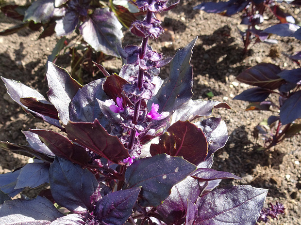 Базилик камфорный 'Красный Рубин' - Ocimum basilicum 'Red Rubin'