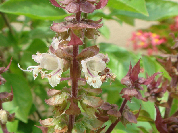 Базилик камфорный - Ocimum basilicum