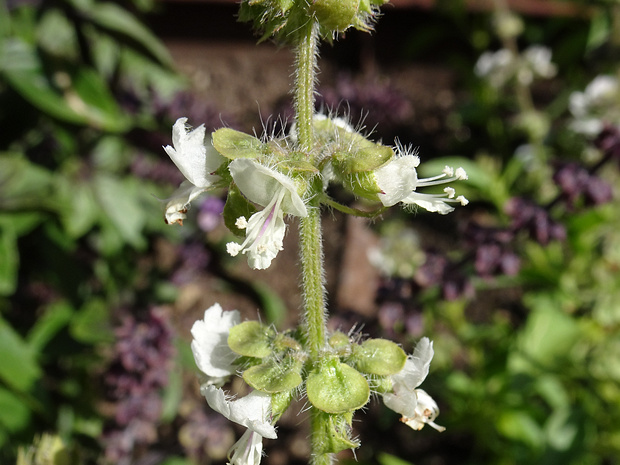 Базилик x африканский - Ocimum x africanum