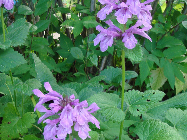 Буквица крупноцветковая - Betonica grandiflora
