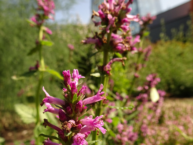Буквица лекарственная - Betonica officinalis