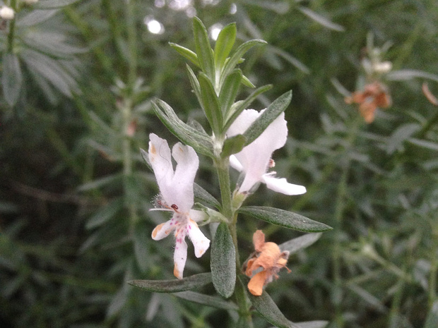 Вестрингия кустарниковая - Westringia fruticosa