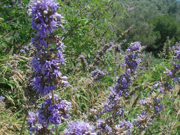 Витекс священный - Vitex agnus-castus