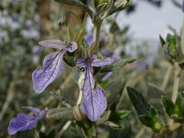 Дубровник кустарниковый - Teucrium fruticans