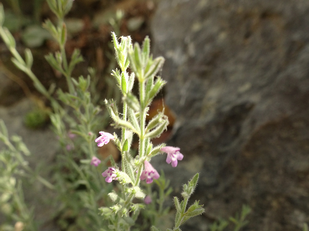 Дубровник морской - Teucrium marum