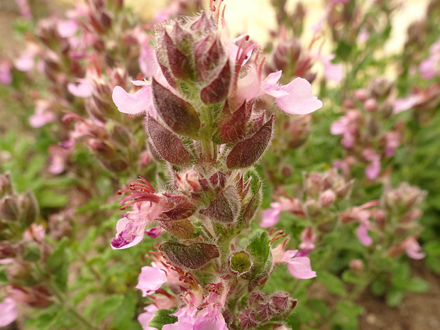 Дубровник обыкновенный - Teucrium chamaedrys