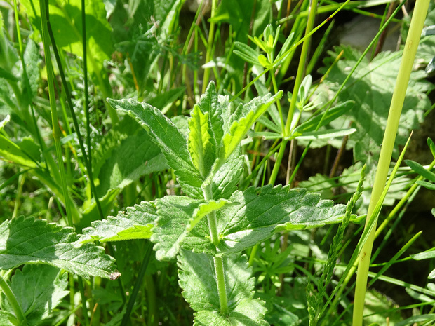 Дубровник чесночный - Teucrium scordium