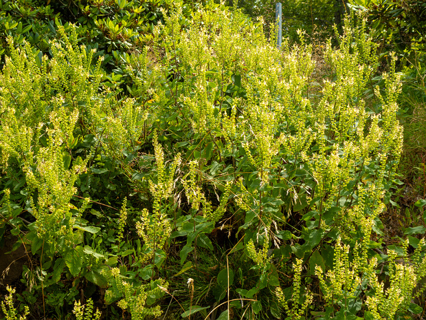 Дубровник шалфейный - Teucrium scorodonia