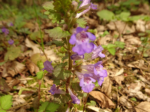 Душевик котовниковый - Clinopodium nepeta