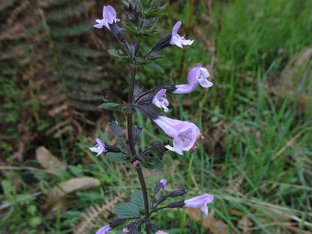 Душевник лесной - Calamintha sylvatica