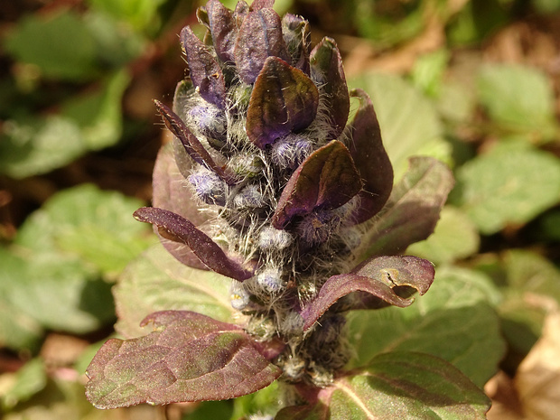 Живучка восточная - Ajuga orientalis