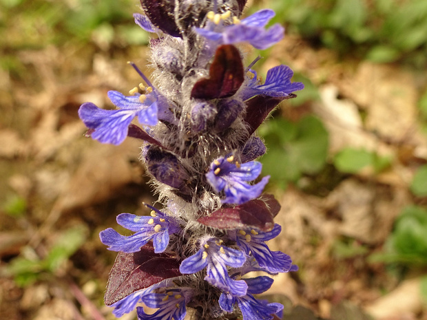 Живучка женевская - Ajuga genevensis